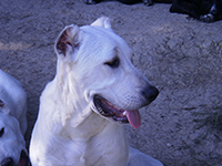 cucciolo cane corso bianco